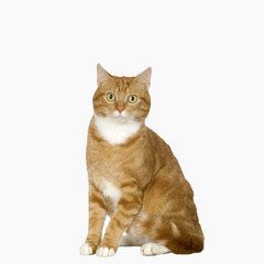 Collection image for: Katten