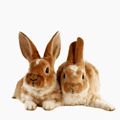 Het ultieme assortiment voor knaagdieren
