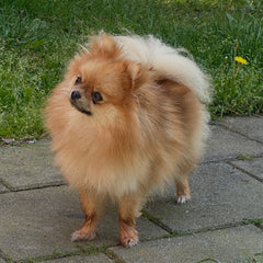 PAW must haves hondenaccessoires en dierenbenodigdheden