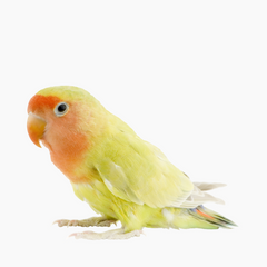 Collection image for: Vogels