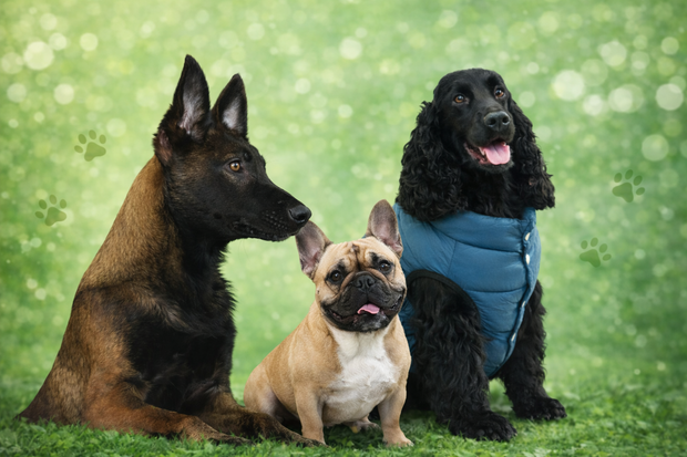 Banner image for: <h2>Paw must haves</h2>