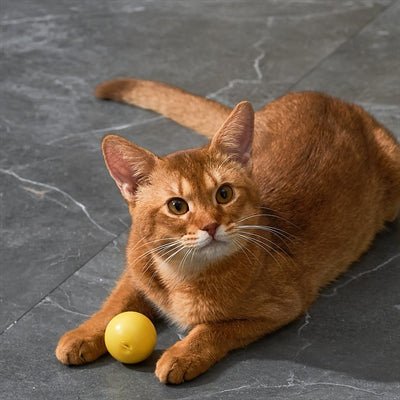 Eti Dynamische Speelbal Kat Assorti