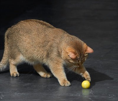 Eti Dynamische Speelbal Kat Assorti