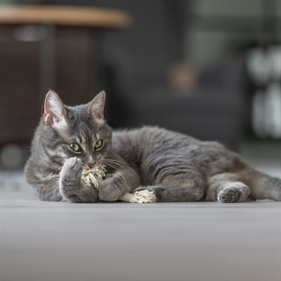 Trixie Speeltouw Met Franjes Assorti