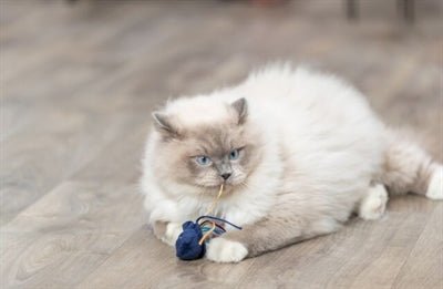 Trixie Zeedier Pluche Met Catnip Assorti